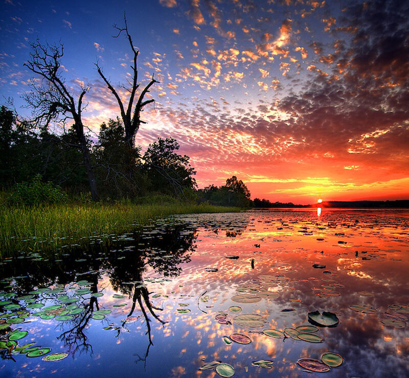Sunset over Lily Pond — Orange, Serene