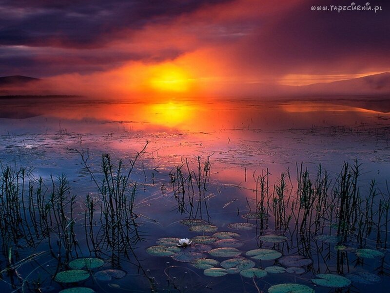 Sunset over Lily Pond — Orange
