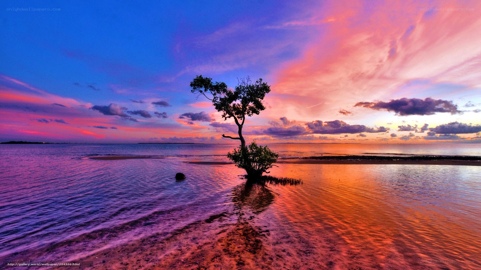sunset over lone mangrove tree