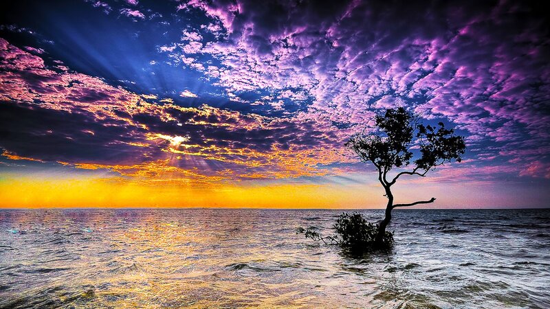 sunset over lone tree in water