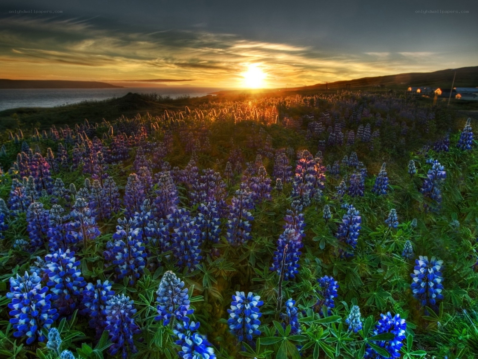 Sunset over lupine field