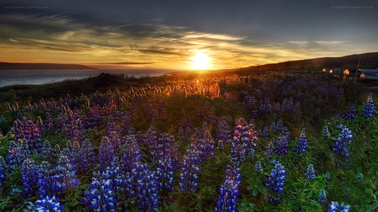 Sunset over lupine field