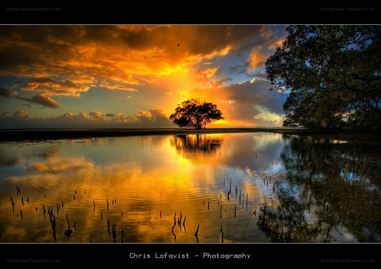 Sunset over mangrove swamp