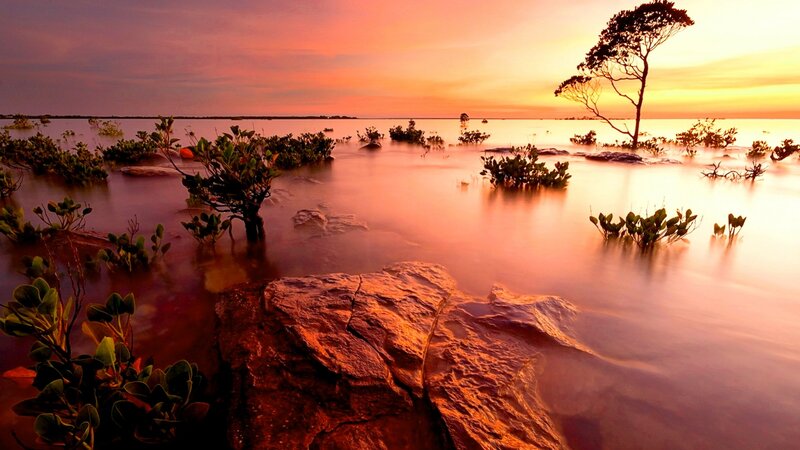 Sunset over Mangrove Swamp — Orange