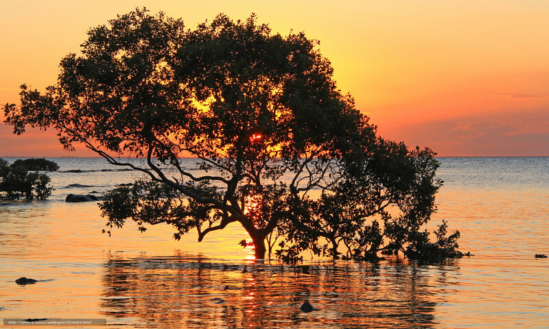 Sunset over mangrove tree