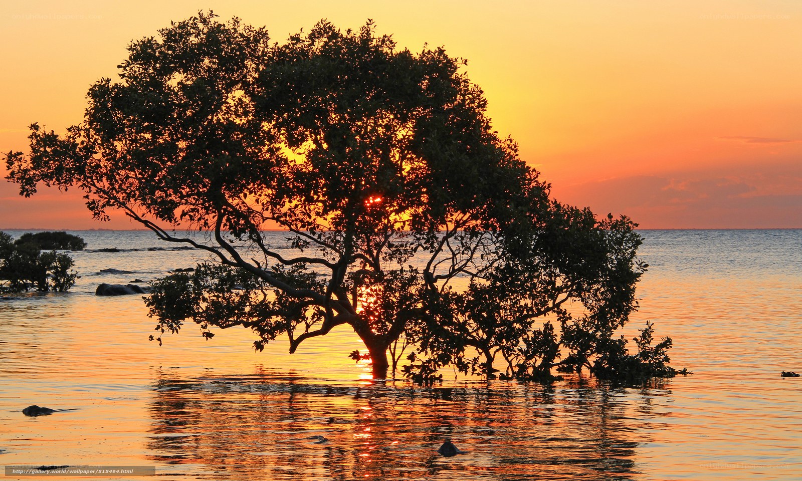 Sunset over mangrove tree