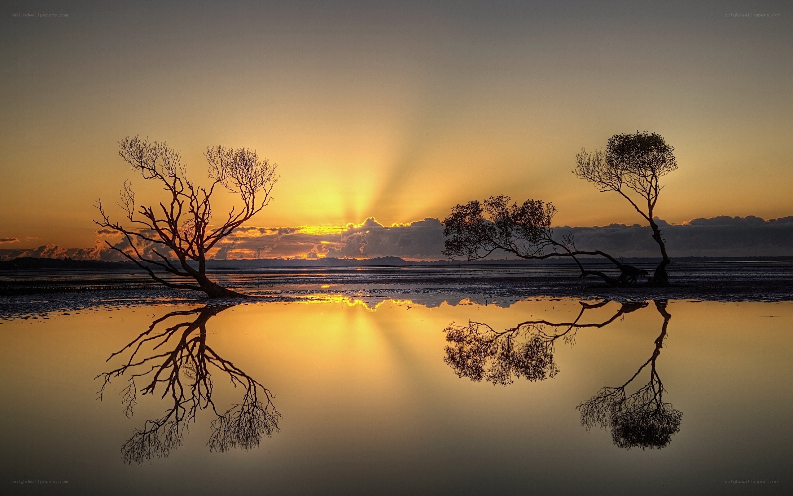 Sunset over mangrove trees