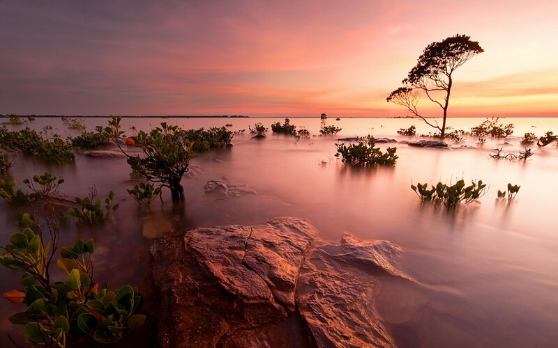 Sunset over mangrove wetlands