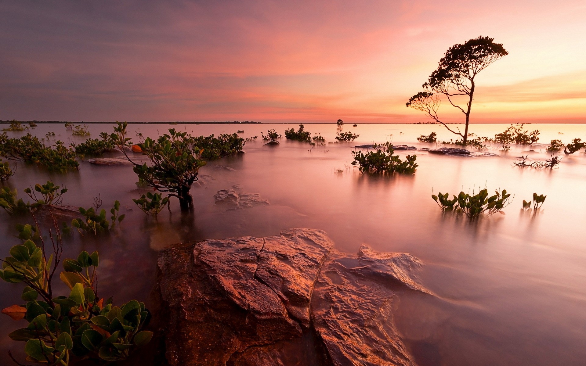 Sunset over mangrove wetlands