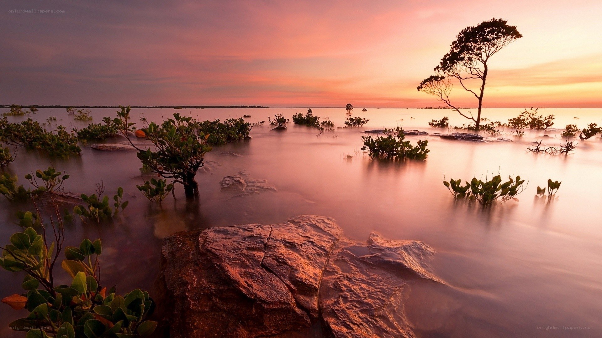 Sunset over mangrove wetlands