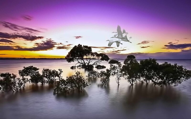 Sunset over mangrove wetlands