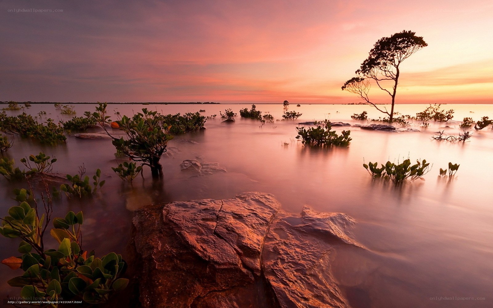 Sunset over mangrove wetlands