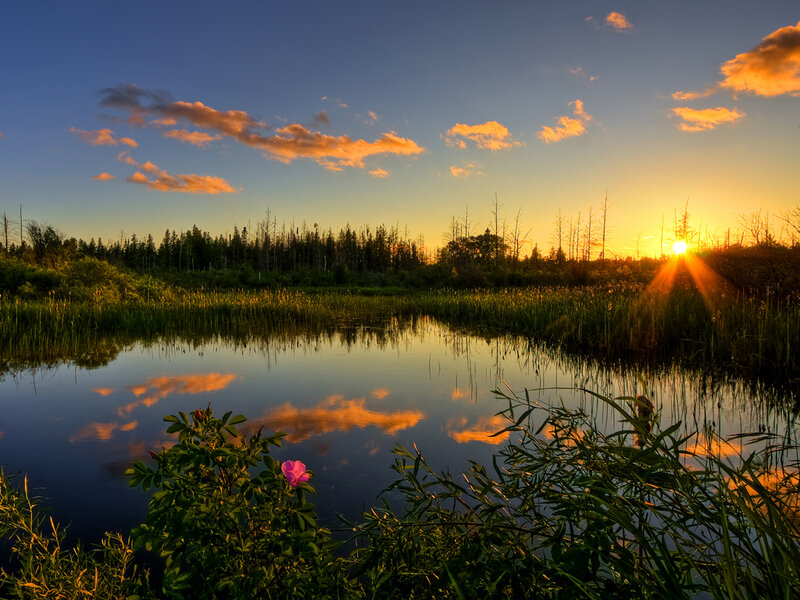 Sunset over Marsh — Blue, Serene, Photograph, Sun, Clouds, Trees, Flower, Orange, Green