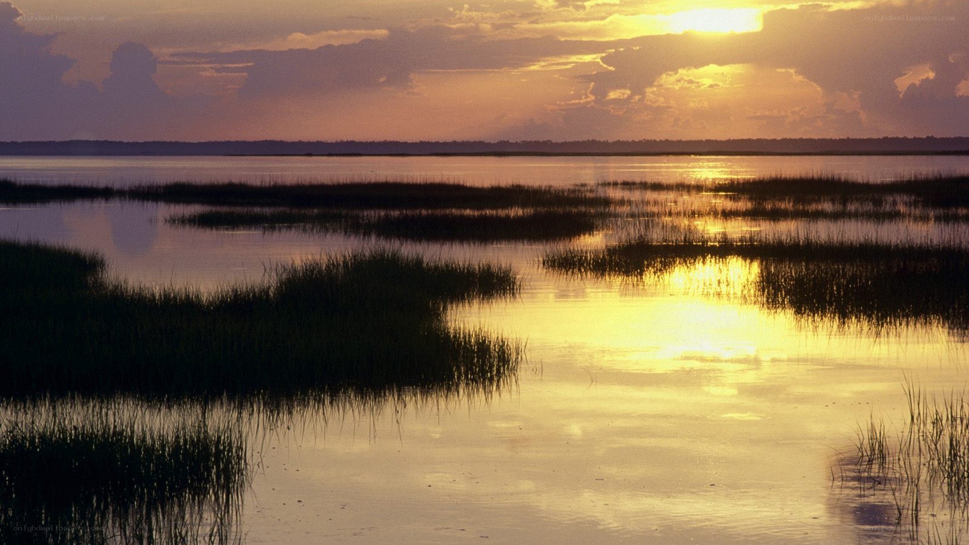 Sunset over marshland
