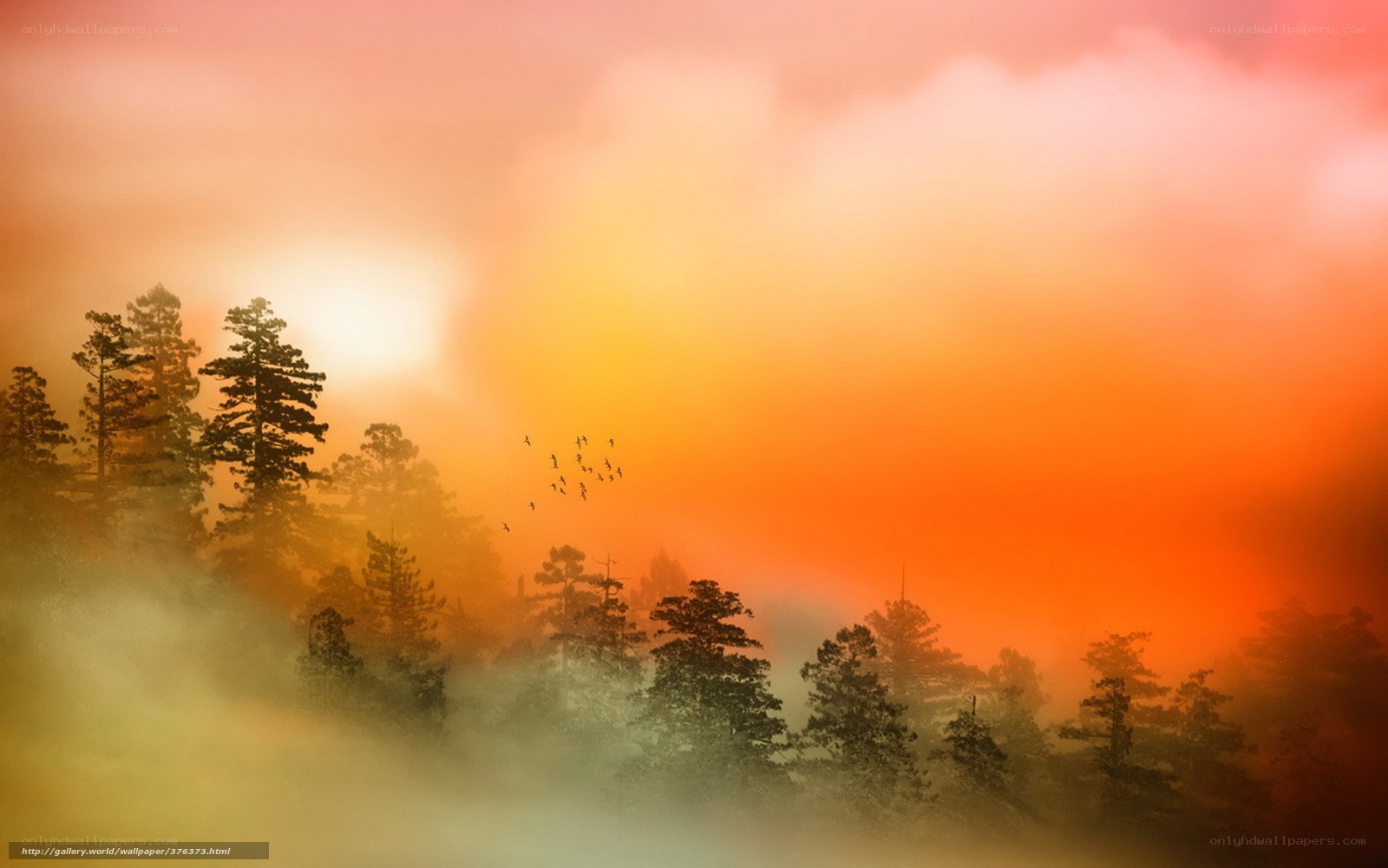 Sunset over misty forest