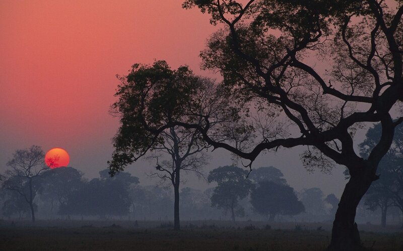 Sunset over misty savanna
