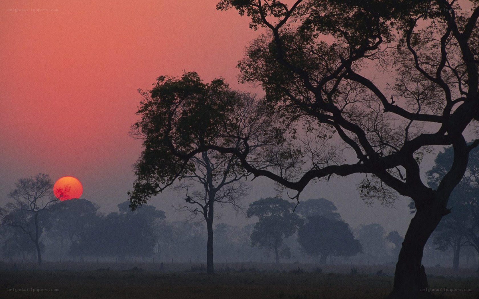 Sunset over misty savanna