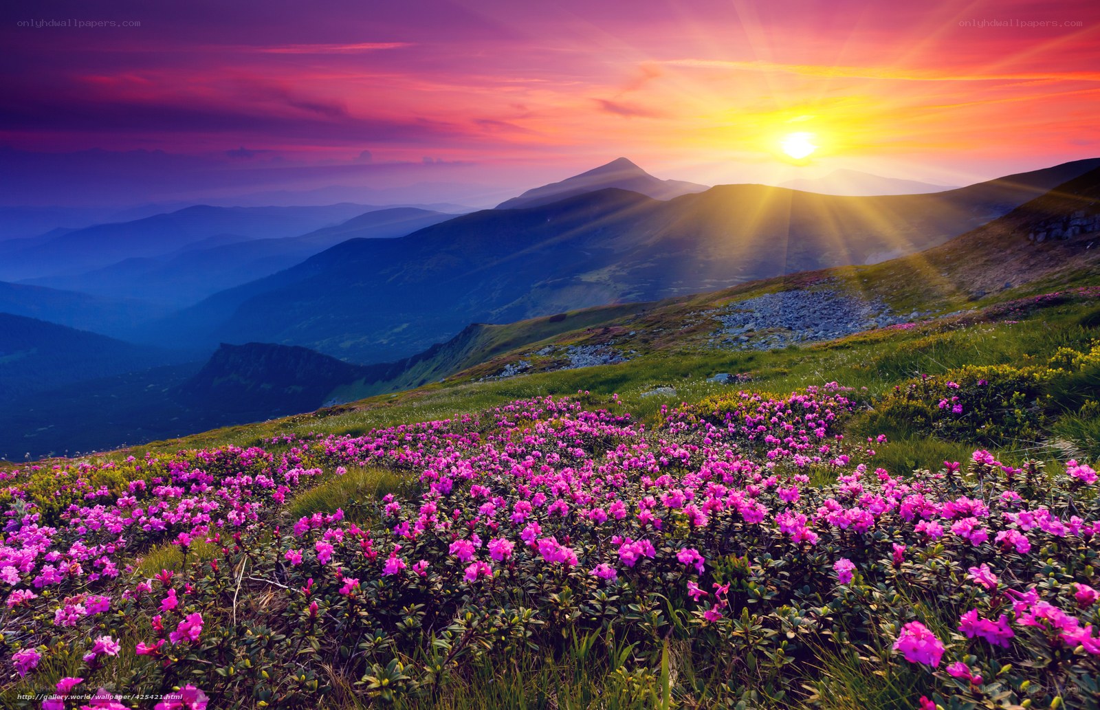 Sunset over mountain flowers