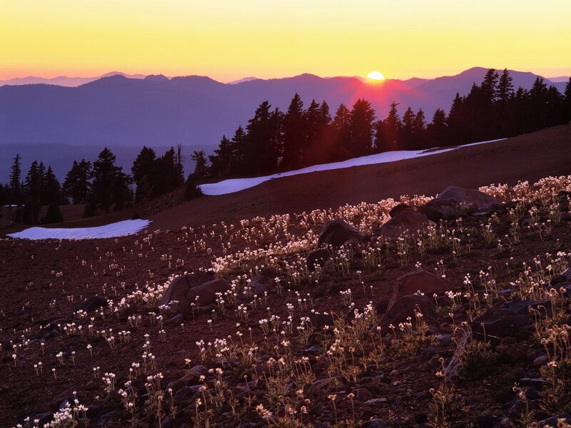 Sunset over mountain flowers