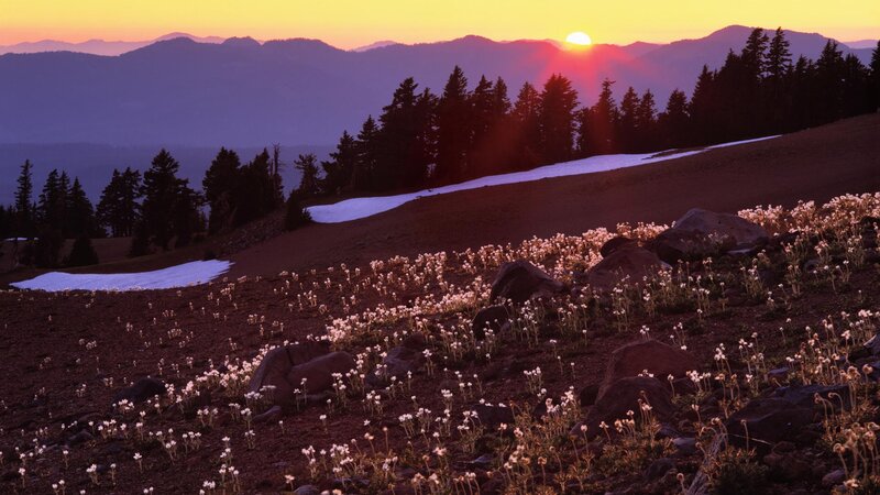 Sunset over mountain flowers