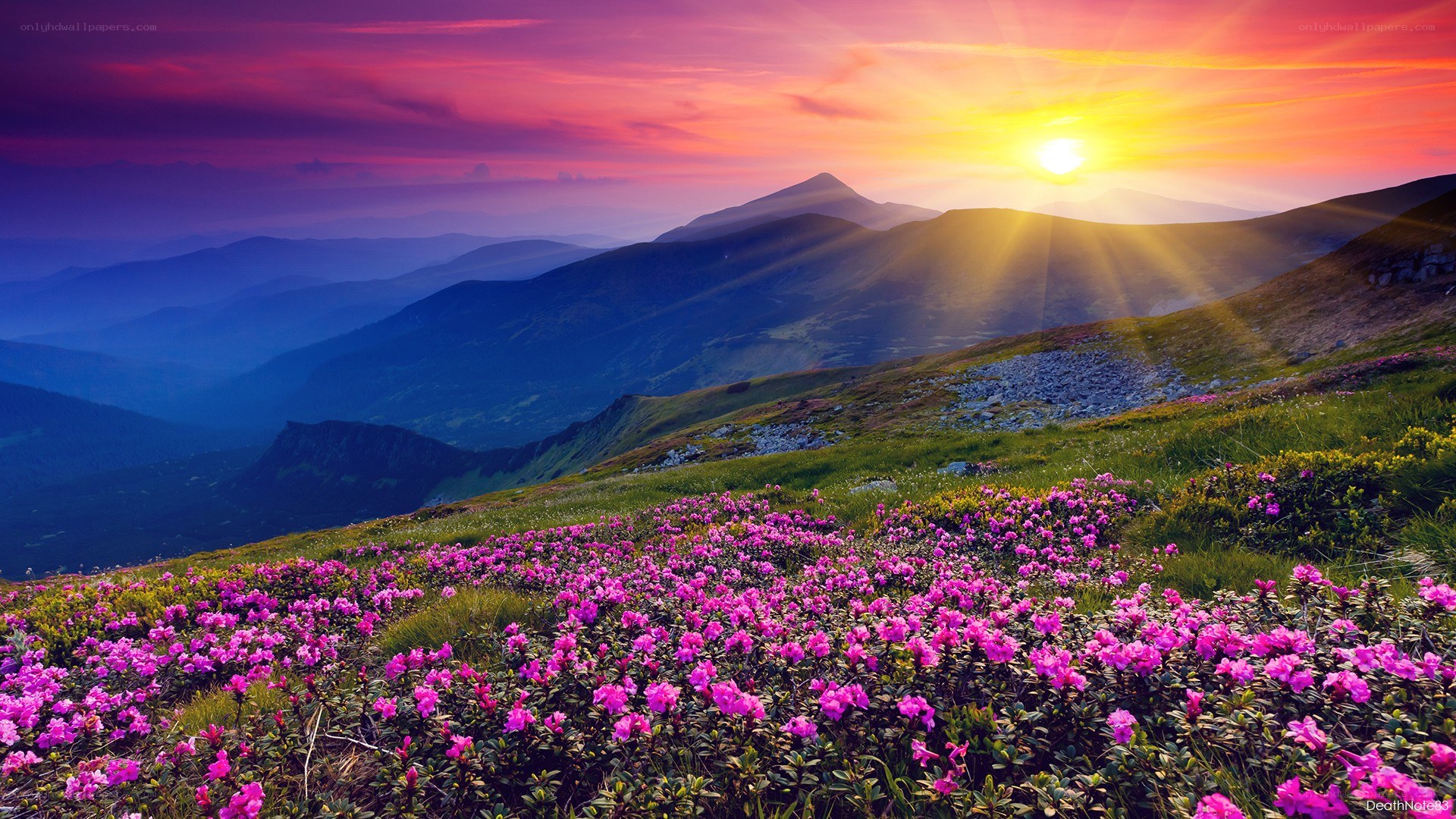 Sunset over mountain flowers