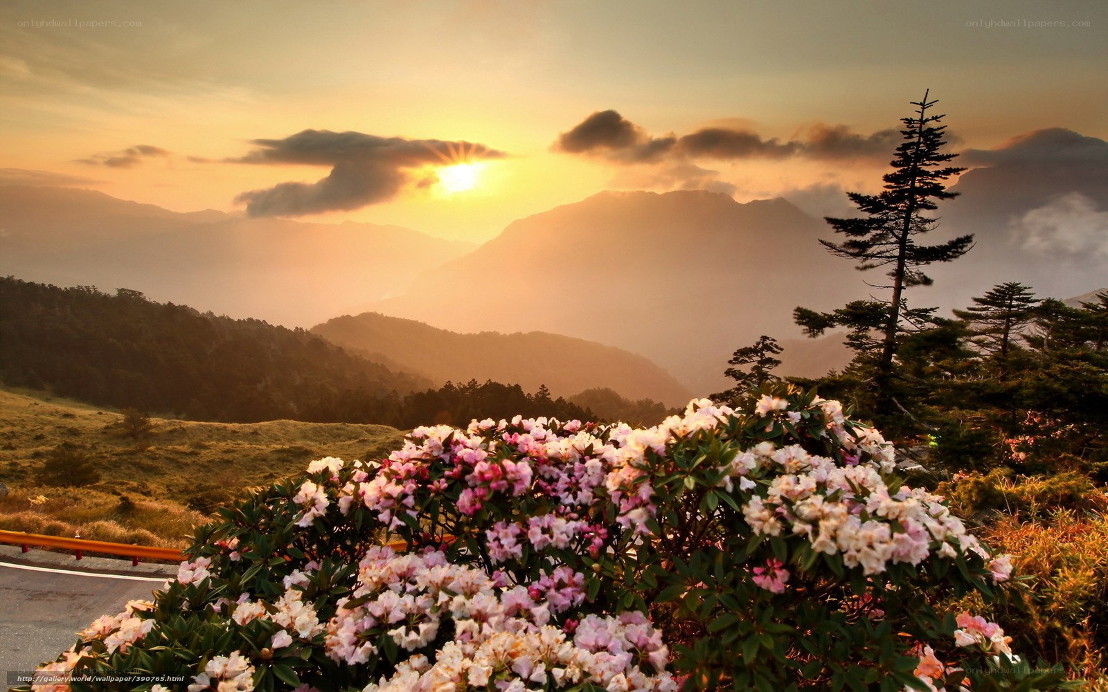 Sunset over mountain flowers