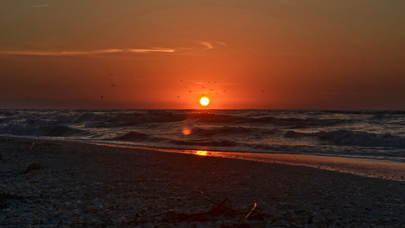 Sunset over Ocean Beach — Orange, Dramatic, Photograph, Birds
