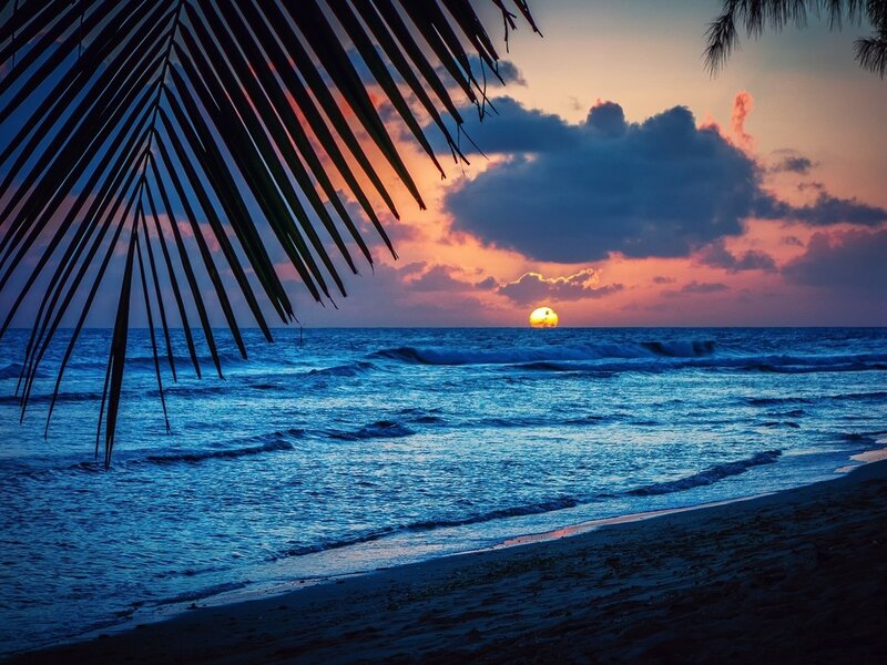 Sunset over Ocean — Blue, Serene, Photograph, Palm Fronds, Clouds, Beach