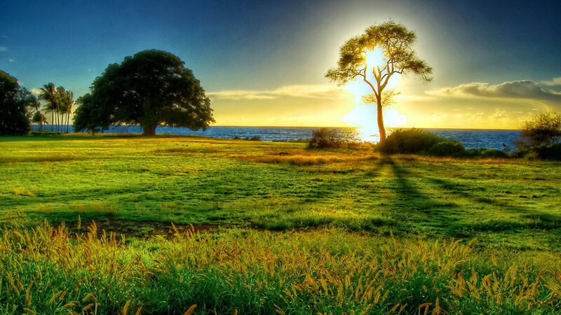 Sunset over Ocean Field — Green
