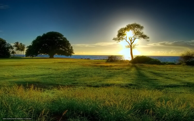 Sunset over Ocean — Green, Serene, Photograph, Tree