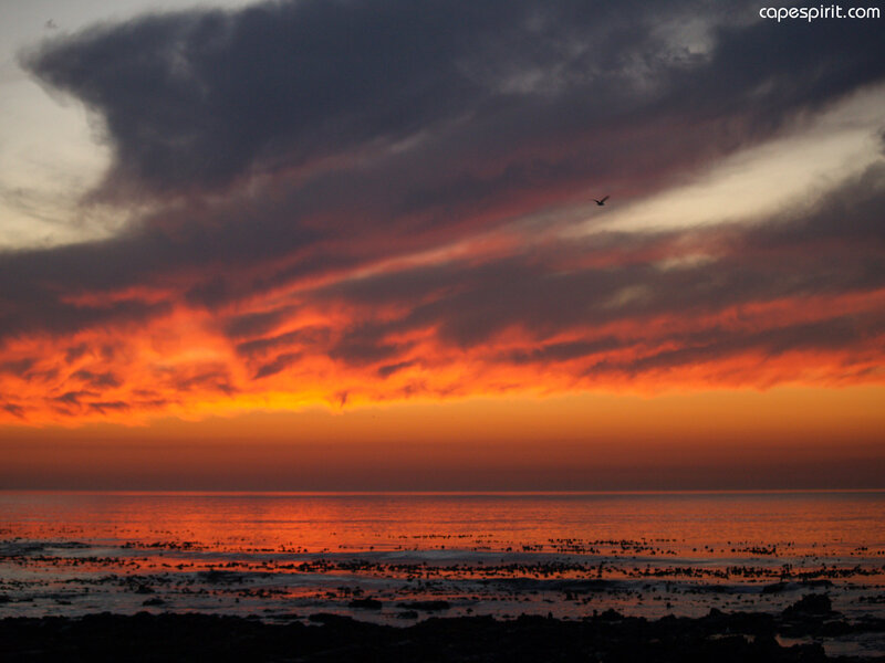 Sunset over Ocean — Orange, Dramatic, Photograph, Clouds, Bird