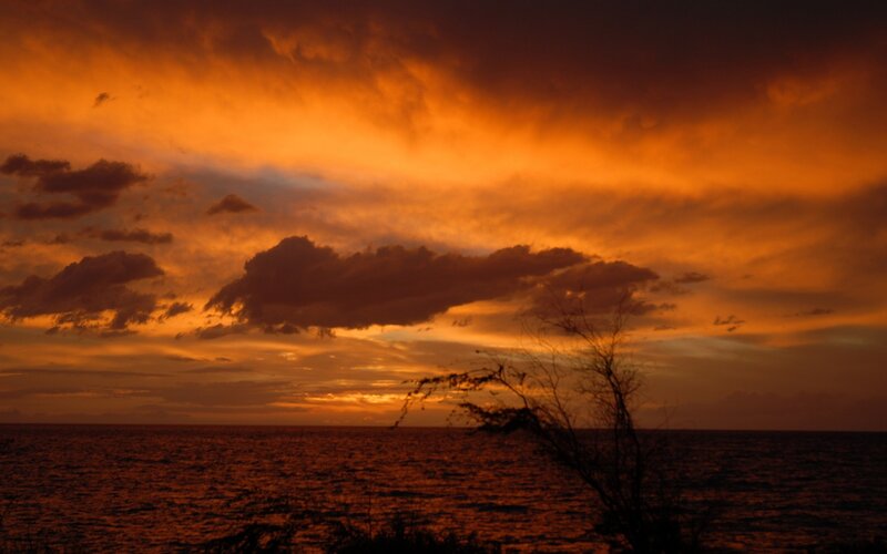 Sunset over Ocean — Orange, Dramatic, Photograph, Clouds, Tree, Black