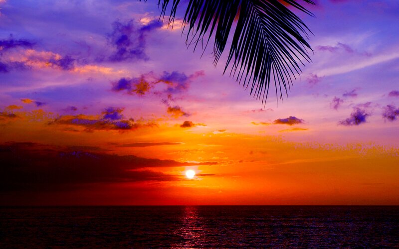 Sunset over Ocean — Orange, Dramatic, Photograph, Palm Frond