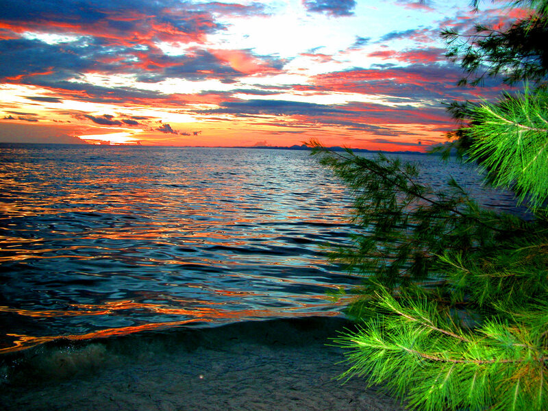 Sunset over Ocean — Orange, Dramatic, Photograph, Pine Branches