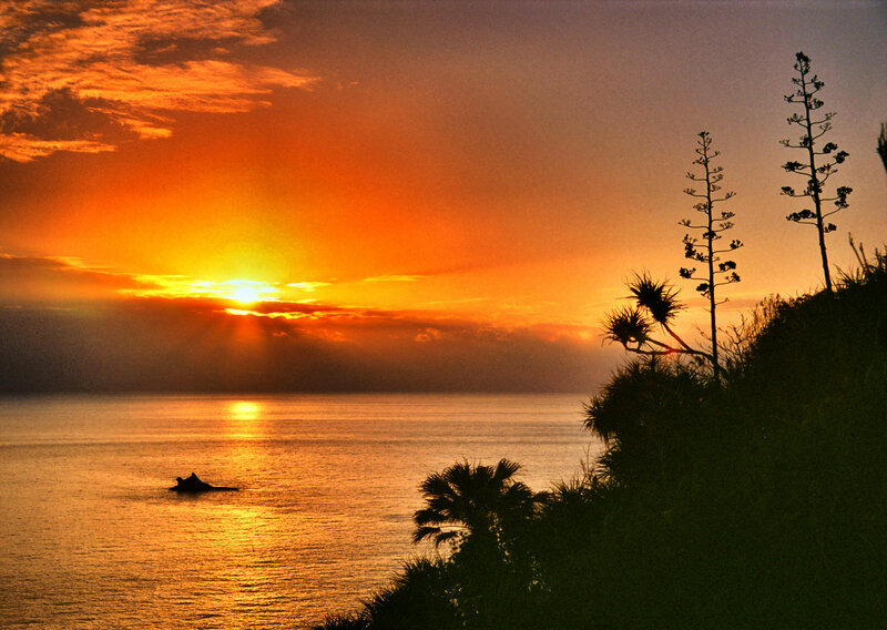 Sunset over Ocean — Orange, Dramatic, Photograph, Silhouetted Plants