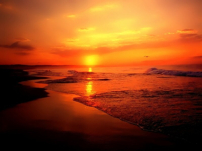 Sunset over Ocean — Orange, Dramatic, Photograph, Sun, Waves, Bird
