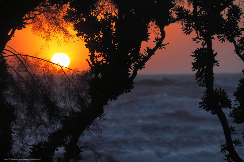 Sunset over Ocean — Orange, Dramatic, Photograph, Trees