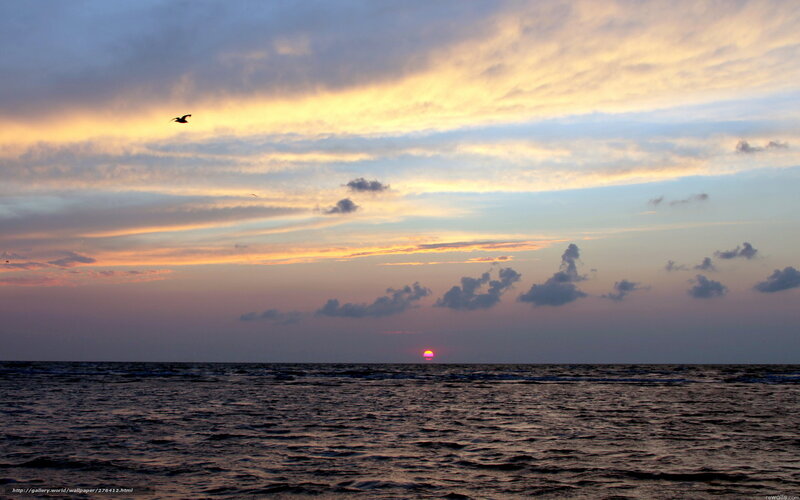Sunset over Ocean — Orange, Serene, Photograph, Bird