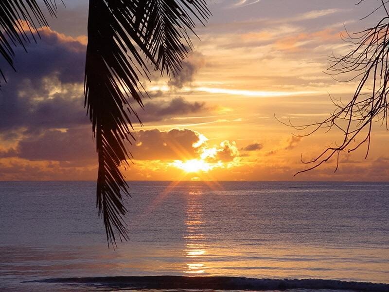 Sunset over Ocean — Orange, Serene, Photograph, Palm Frond