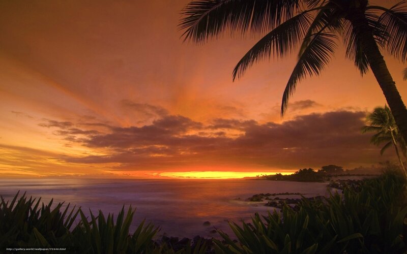 Sunset over Ocean — Orange, Serene, Photograph, Palm Tree, Clouds, Plants