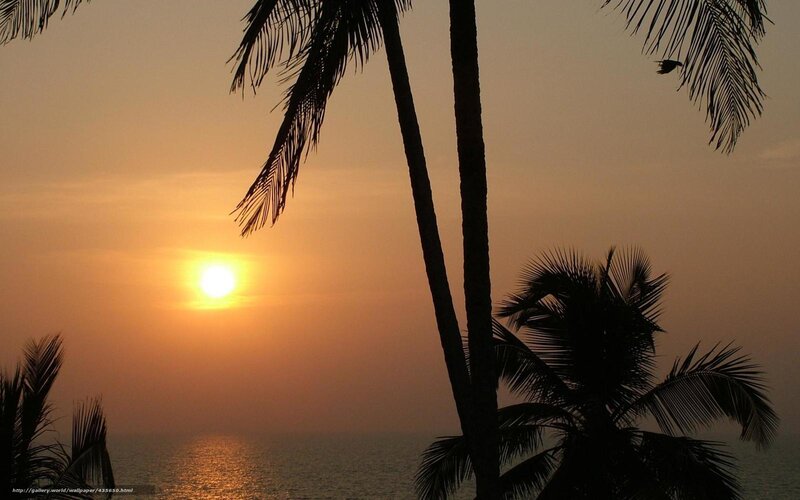 Sunset over Ocean — Orange, Serene, Photograph, Palm Trees, Bird