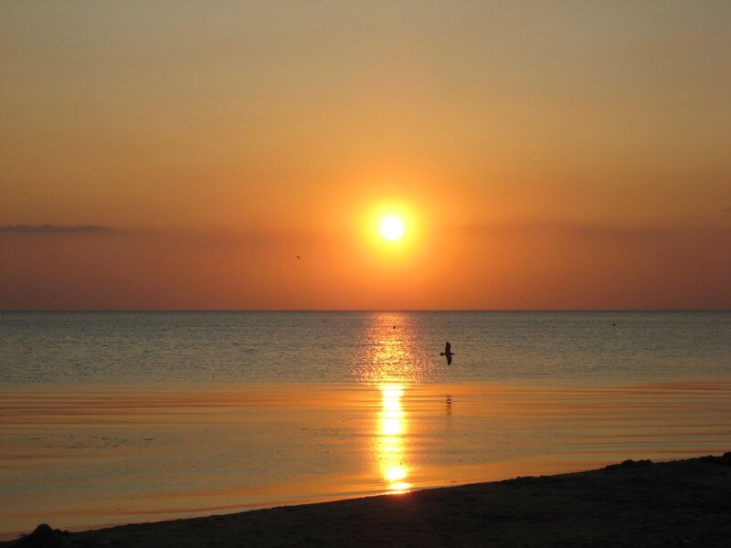 Sunset over Ocean — Orange, Serene, Photograph, Sun, Bird