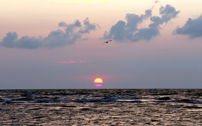 Sunset over Ocean — Purple, Serene, Photograph, Bird