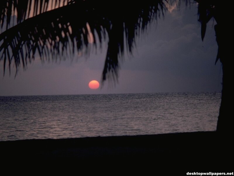 Sunset over Ocean — Red, Serene, Photograph, Palm Tree