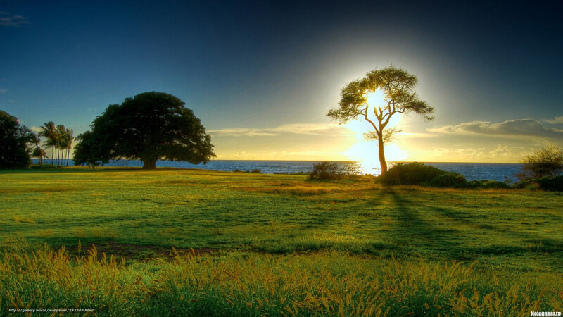 Sunset over Ocean with Trees — Green, Serene, Photograph, Grass, Sun