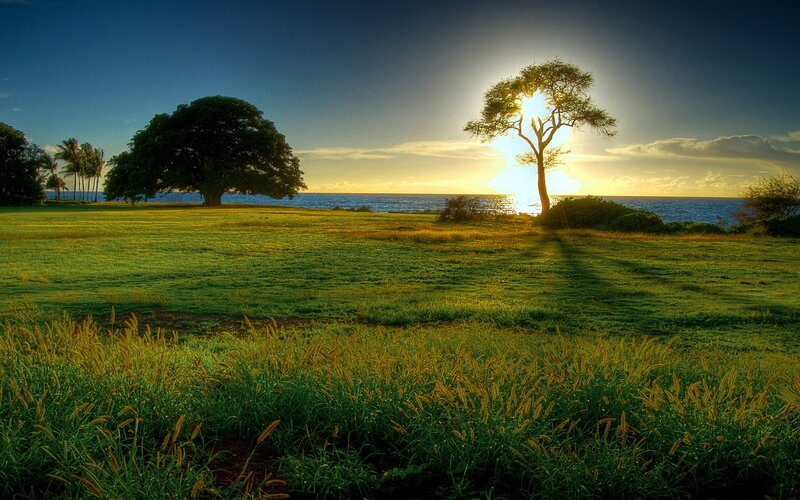 Sunset over Ocean with Trees — Green, Serene, Photograph, Tree