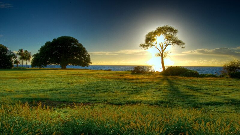 Sunset over Ocean with Trees — Serene