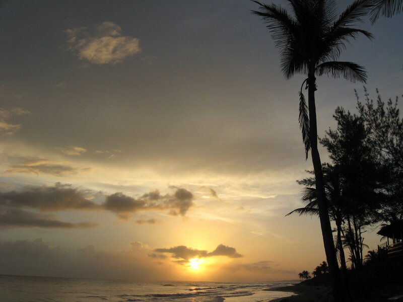 Sunset over Ocean — Yellow, Serene, Photograph, Palm Tree