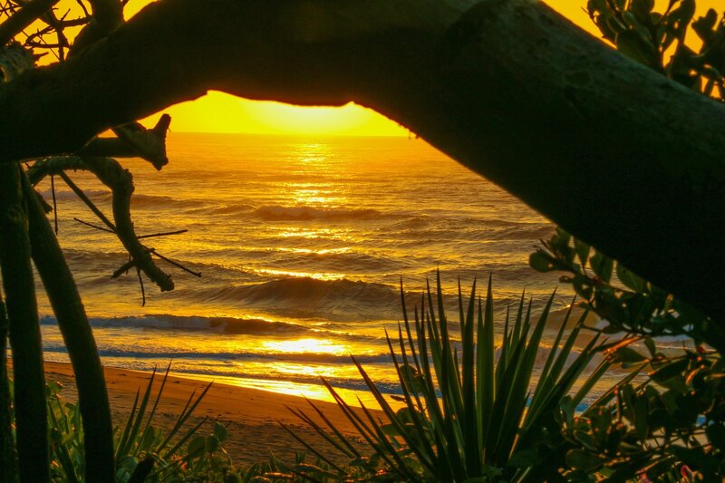Sunset over Ocean — Yellow, Serene, Photograph, Tree Branches