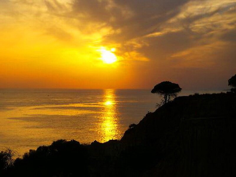 Sunset over Ocean — Yellow, Serene, Photograph, Tree